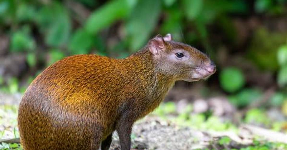 What Do Agoutis Eat?