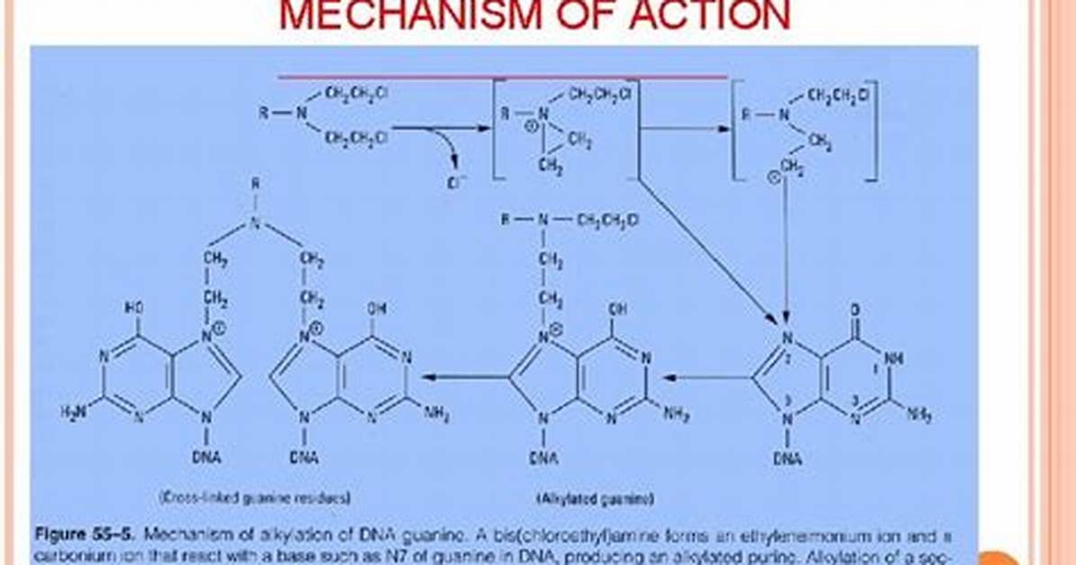 What Do Alkylating Agents Do