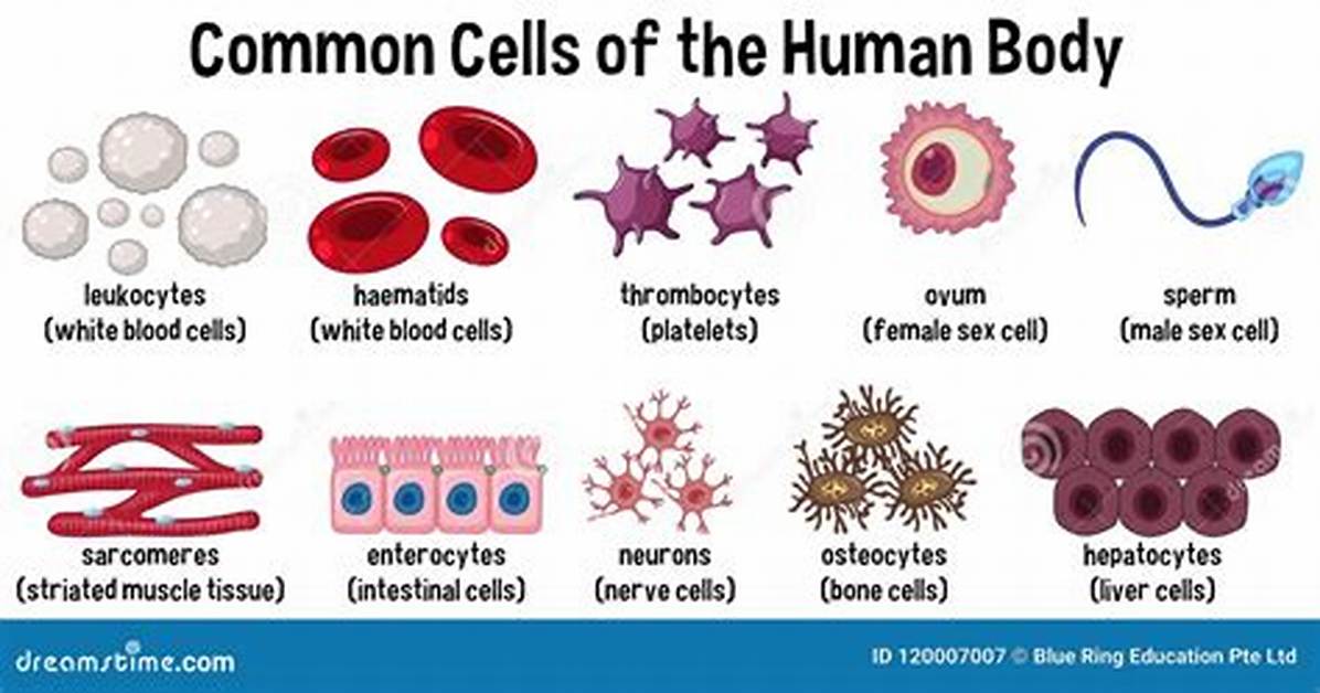 What Do All Cells Have in Common?