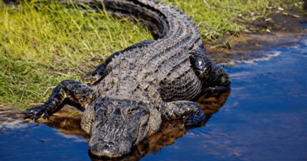 What Do Alligators Do?