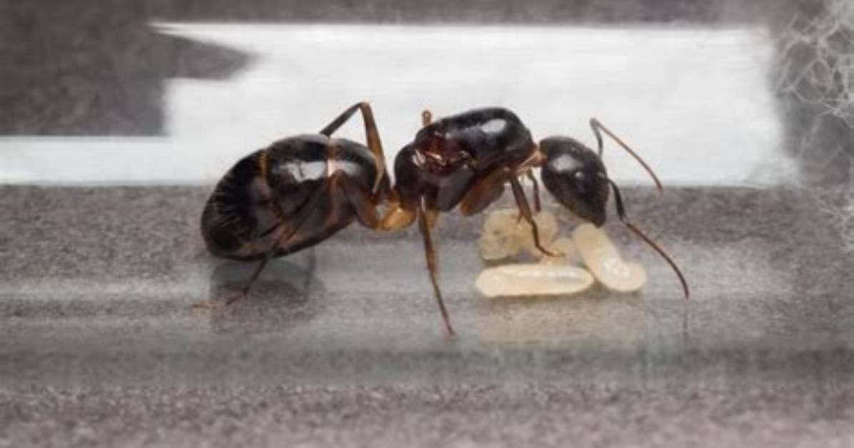 What Do Ants Do When They See a Dead Ant?