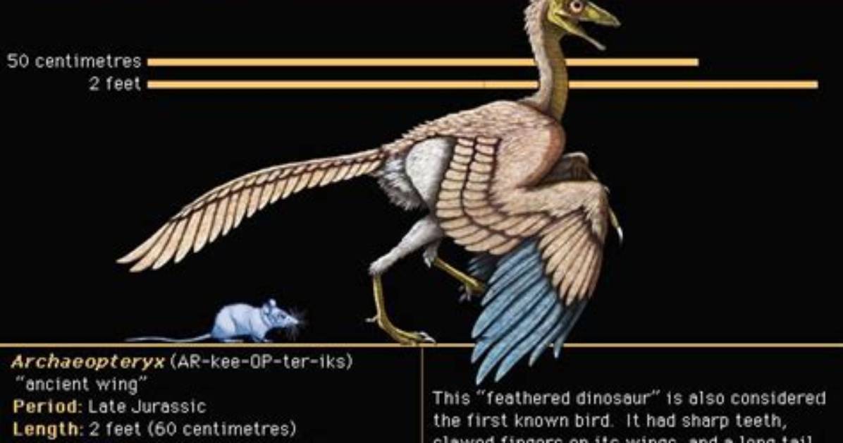 What Do Archaeopteryx Eat - Lisbd-Net. Com