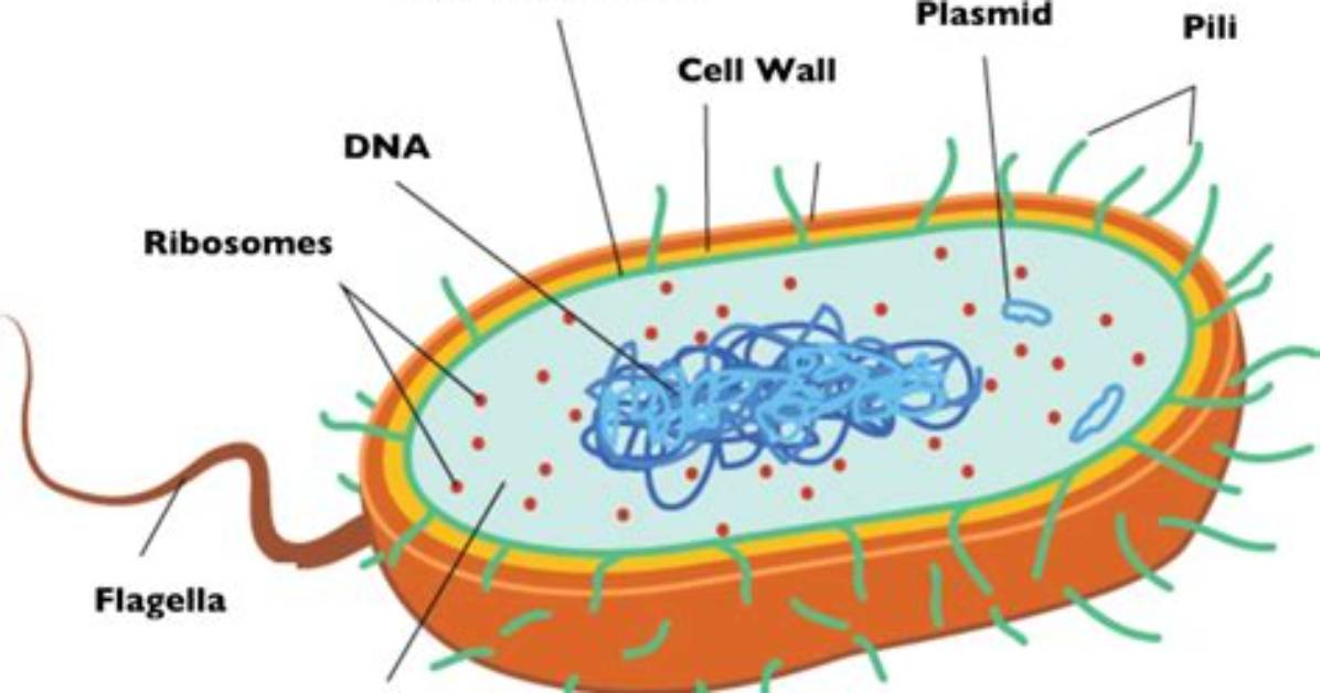 What Do Bacteria Cells Have