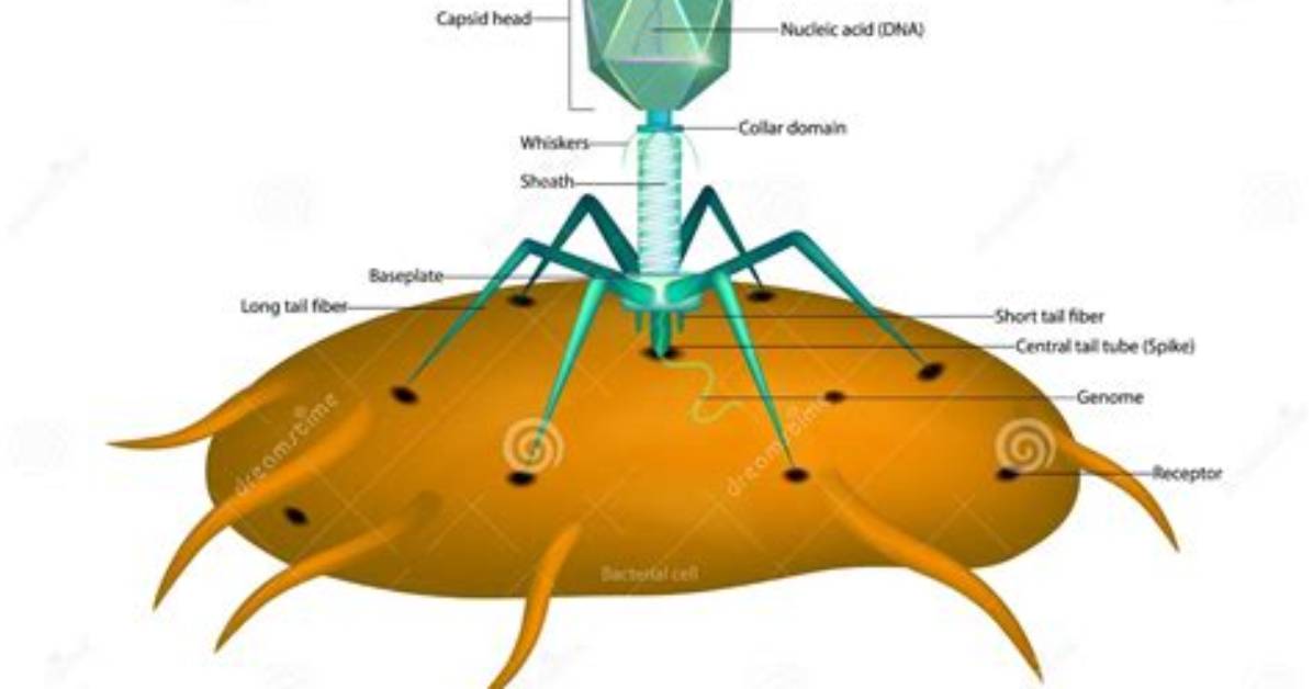 What Do Bacteriophages Do
