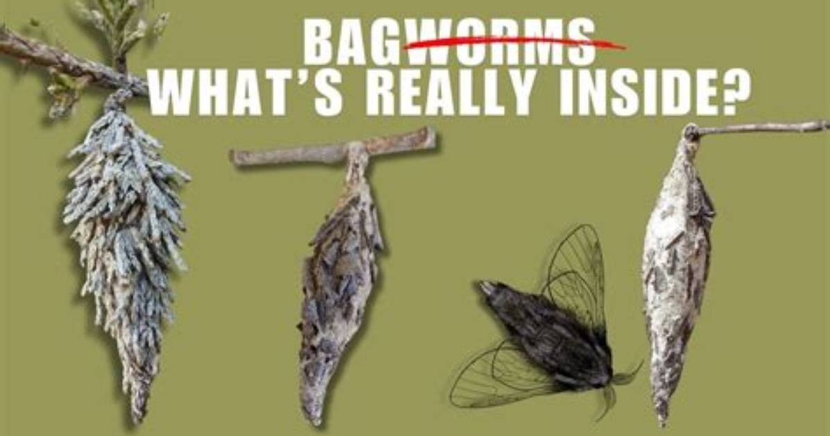 What Do Bagworms Turn into?