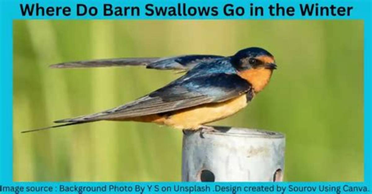 What Do Barn Swallows Hate