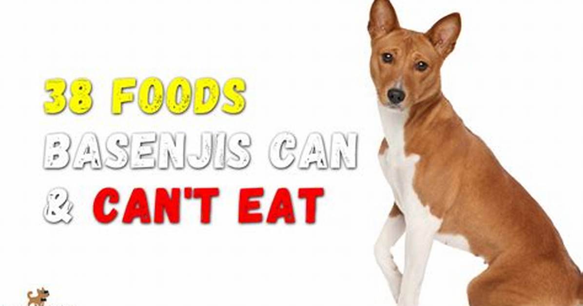 What Do Basenjis Eat?
