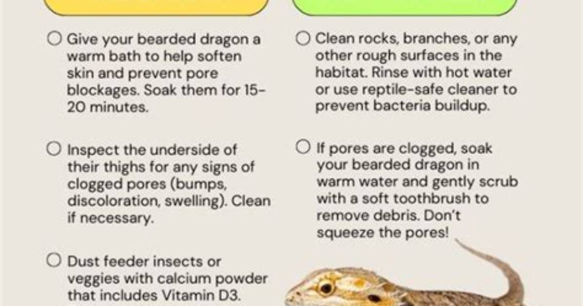 What Do Bearded Dragons Need