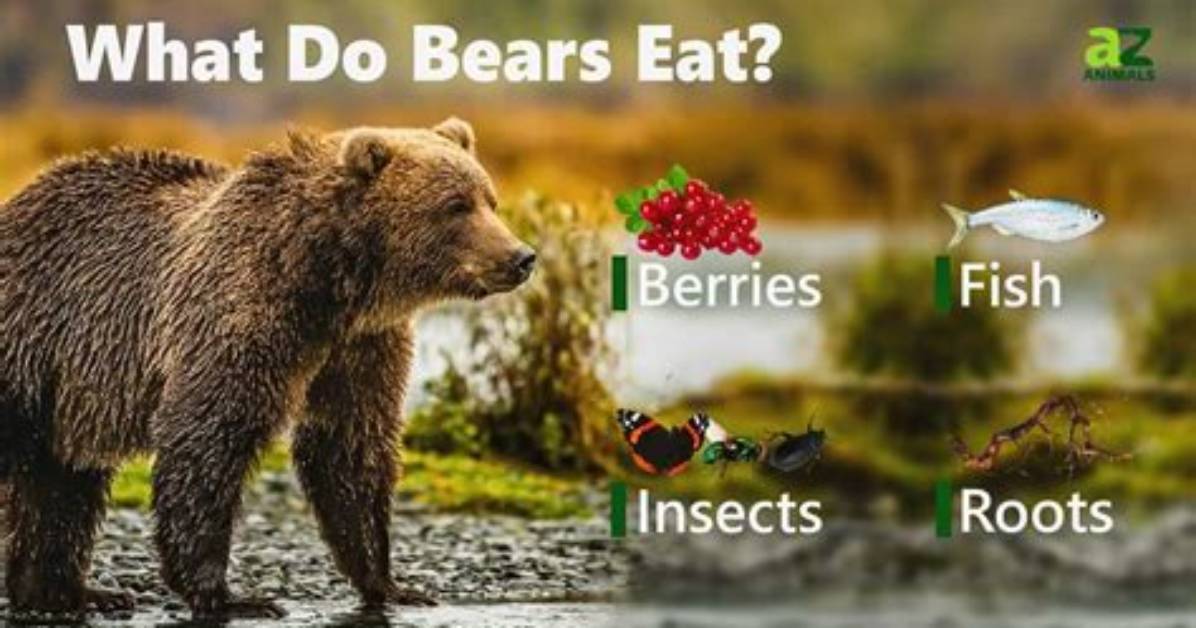 What Do Bears Eat?