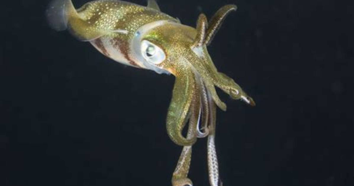 What Do Bigfin Squid Eat