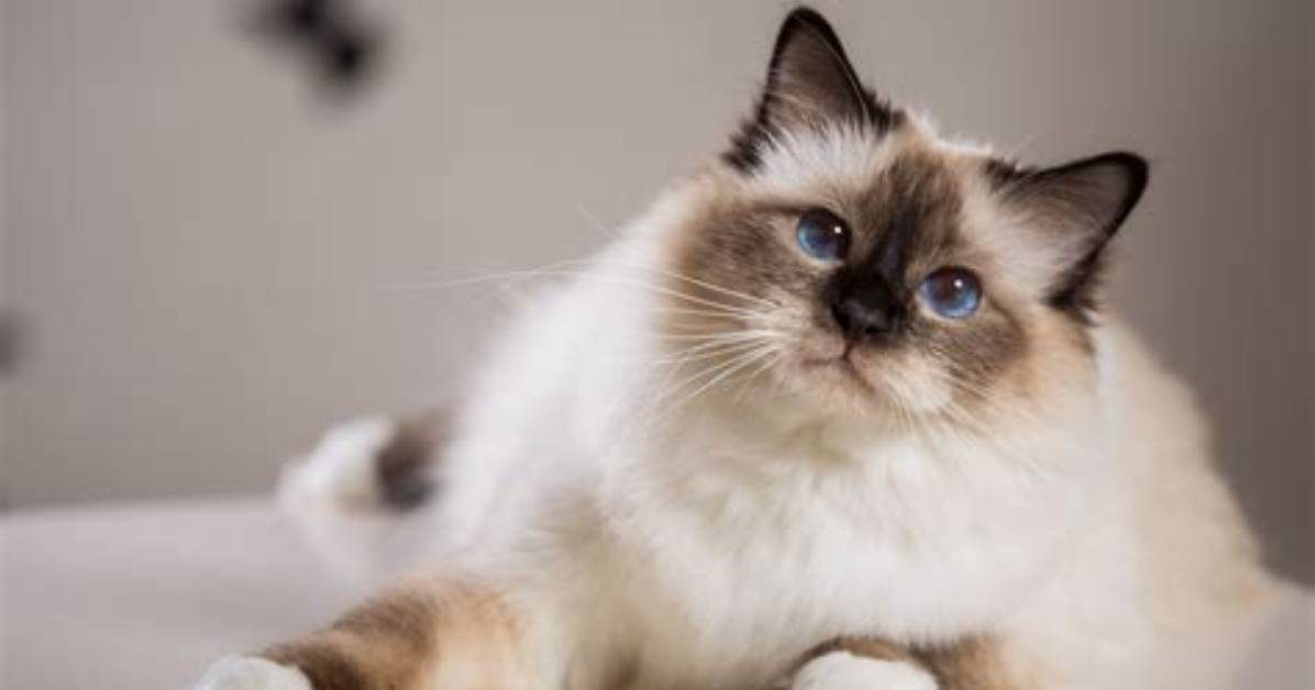 What Do Birman Cats Like?