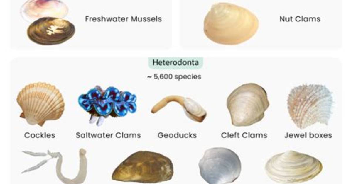 What Do Bivalves Do