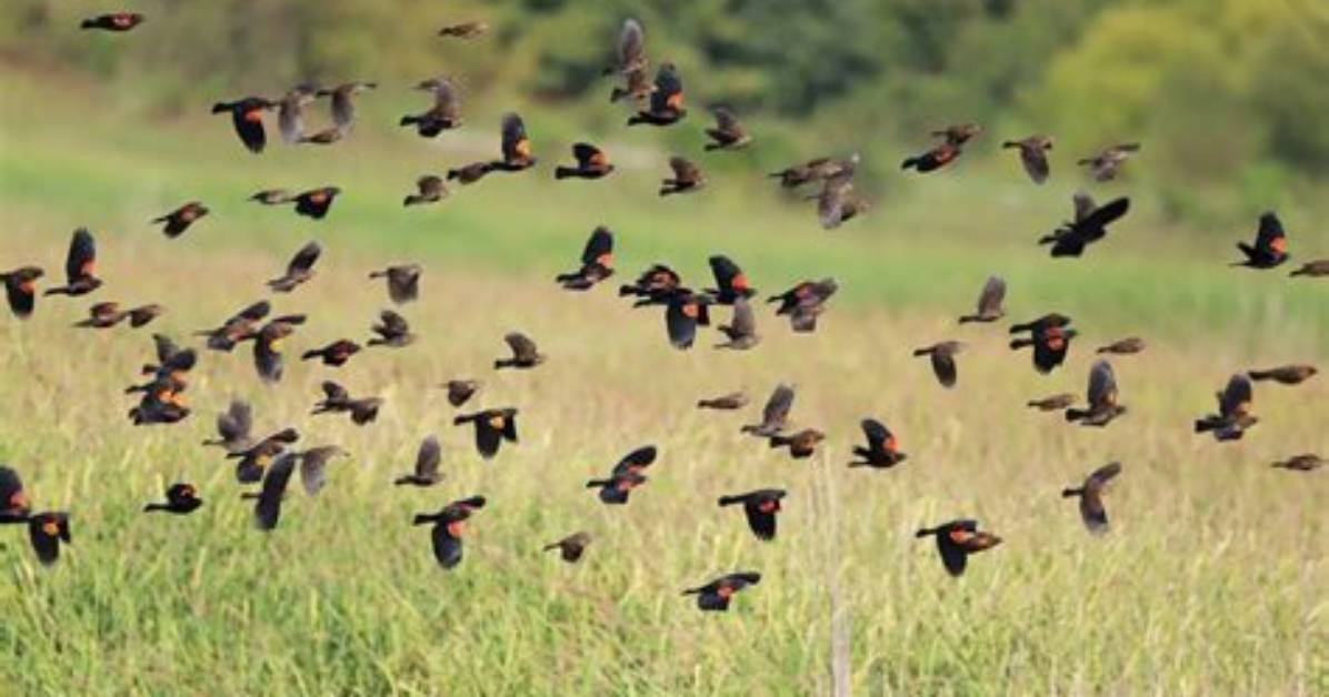 What Do Black Birds Do