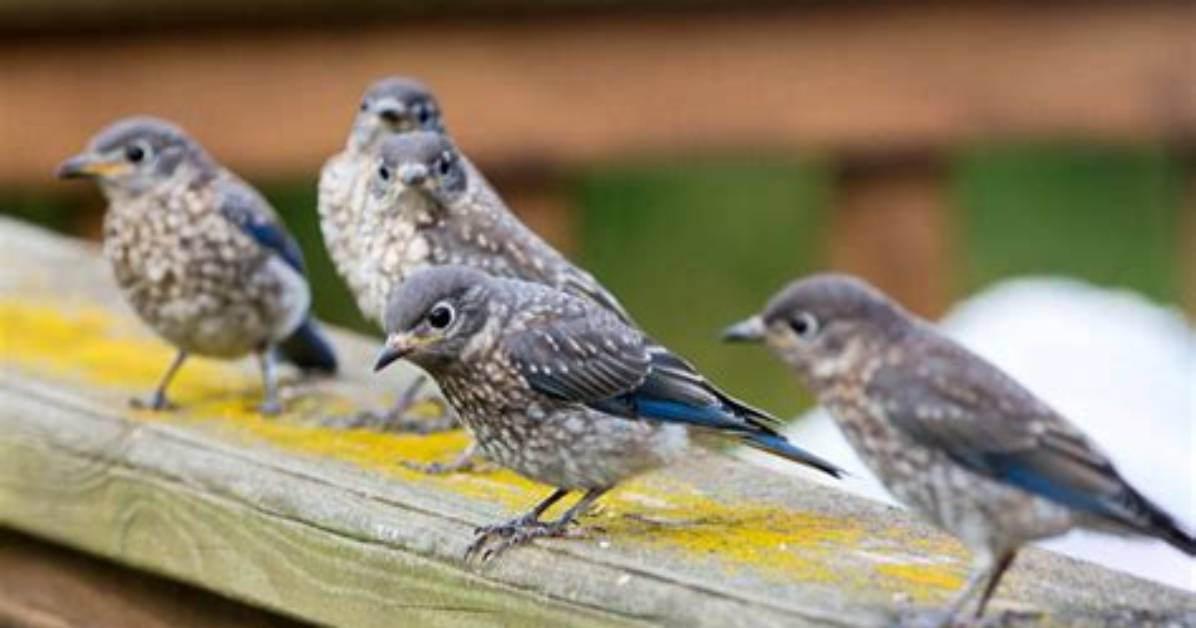 What Do Bluebirds Do After Fledging?