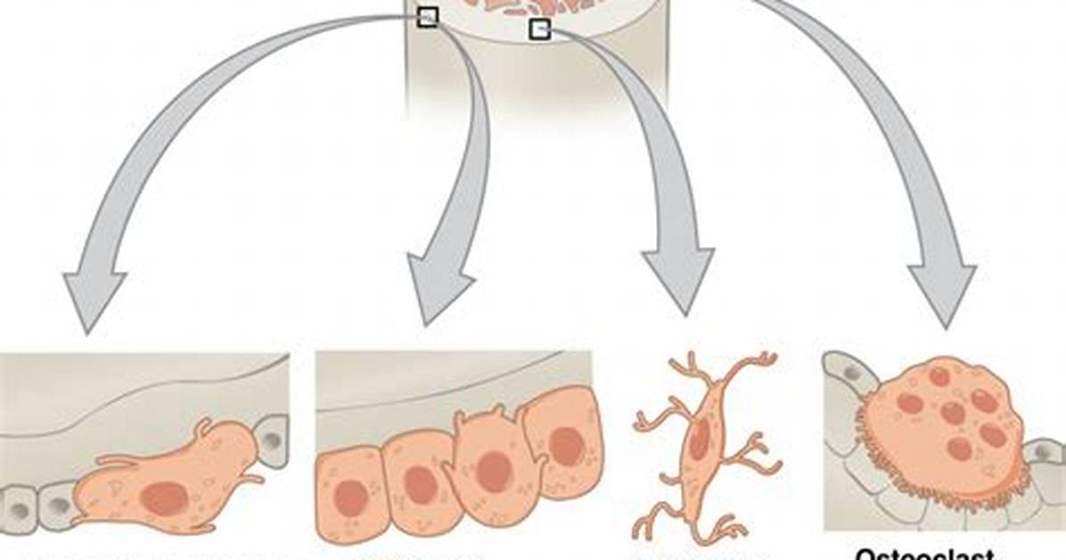 What Do Bone Cells Produce