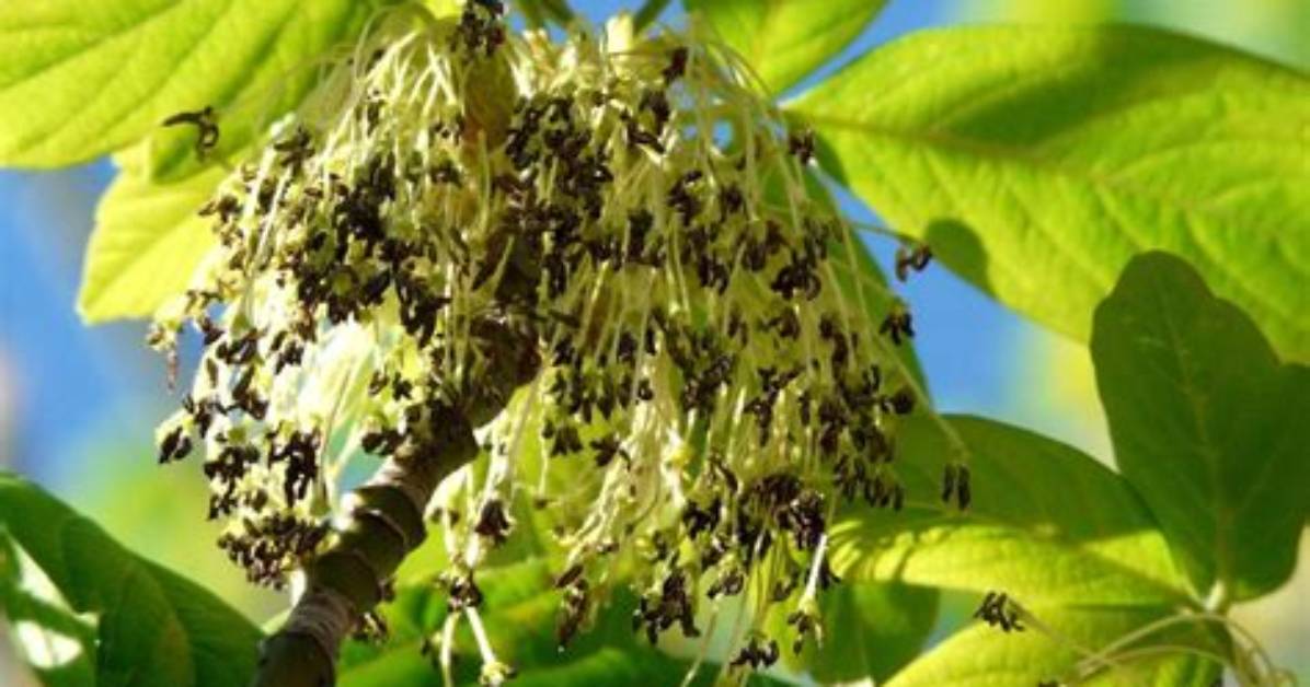 What Do Box Elder Trees Look Like
