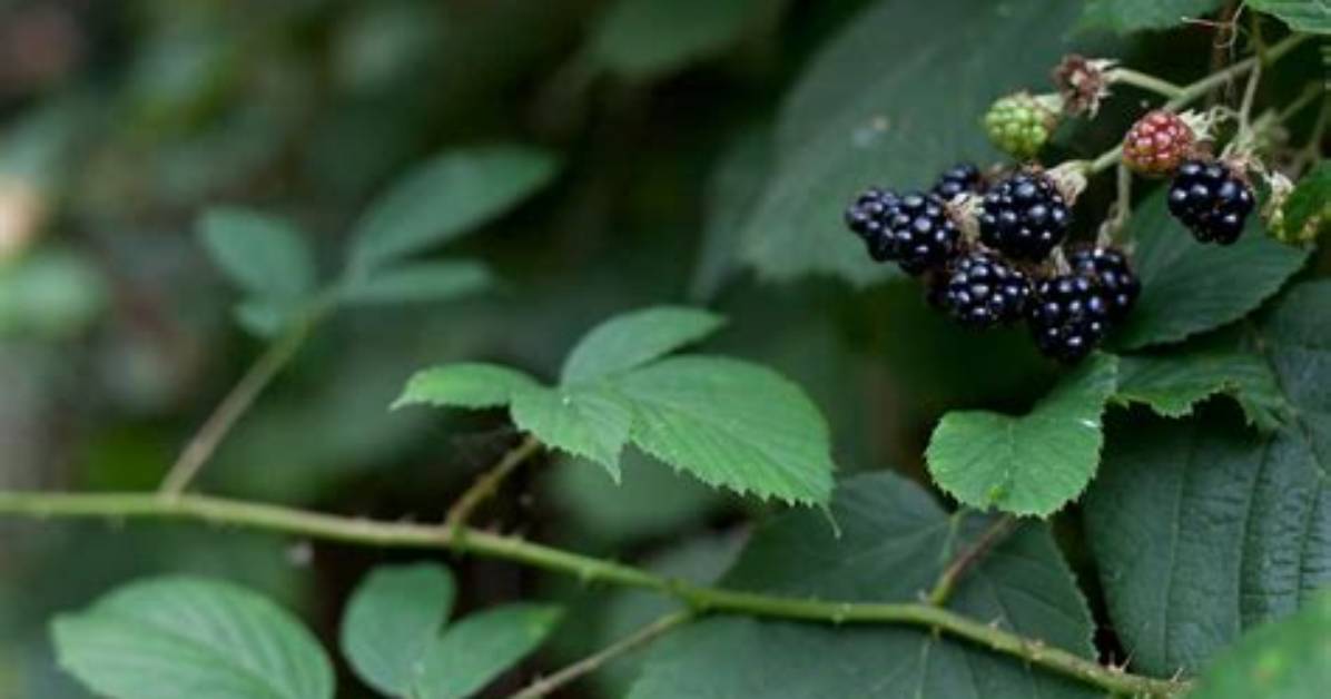 What Do Bramble Leaves Look Like