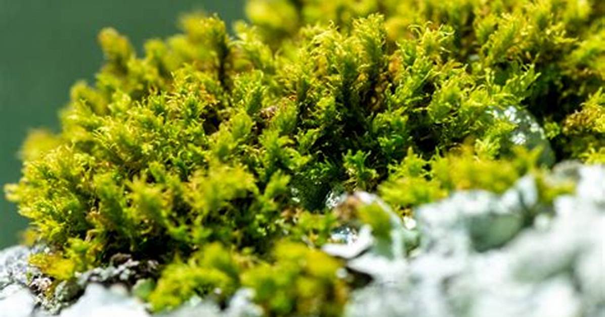 What Do Bryophytes Lack?
