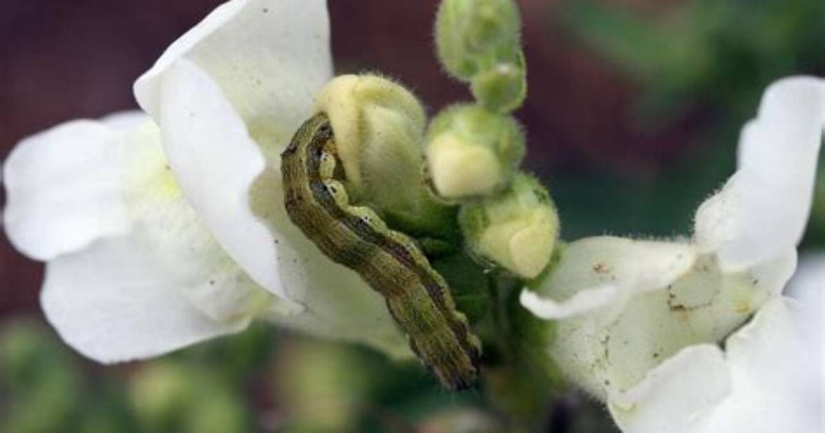 What Do Budworms Eat?