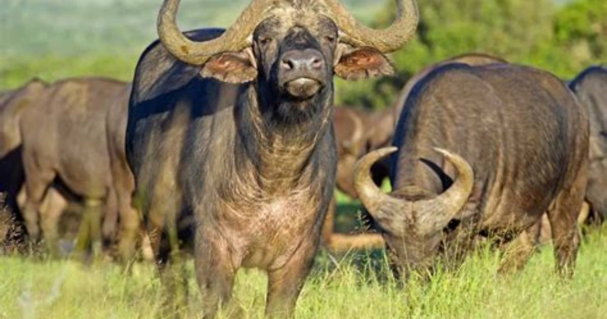 What Do Buffalos Eat - Lisbd-Net. Com