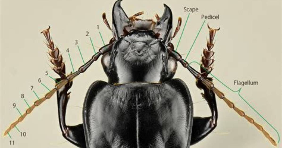 What Do Bug Antennae Do