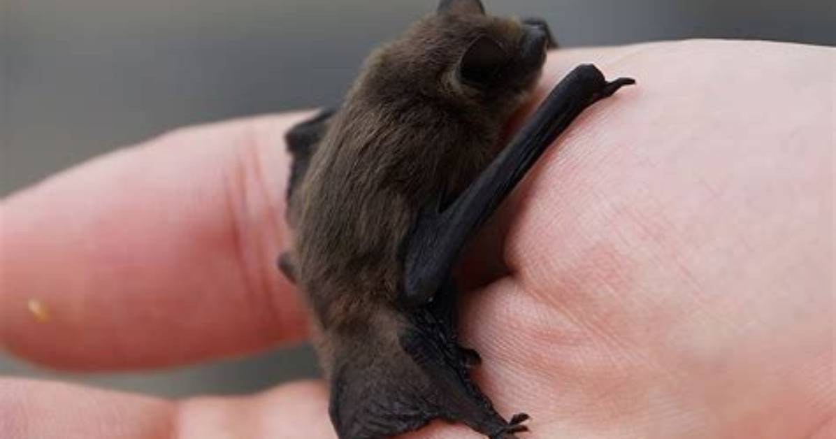 What Do Bumblebee Bats Live