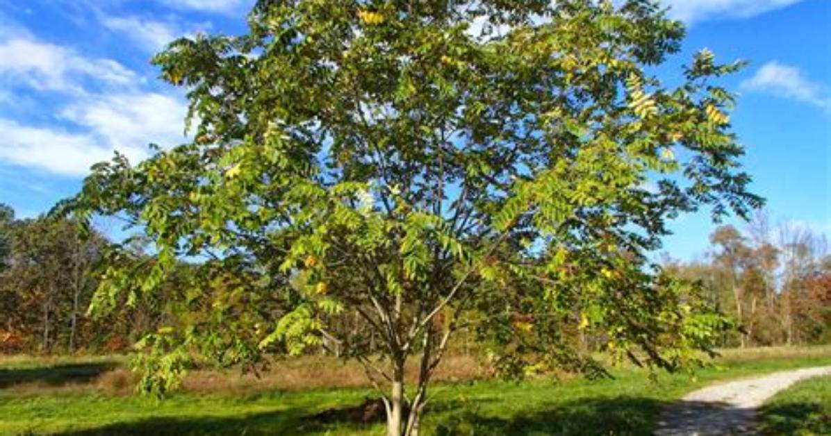 What Do Butternut Trees Look Like