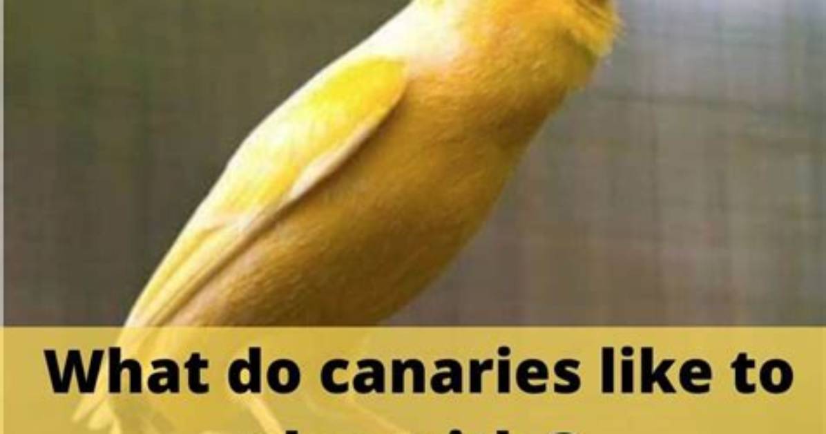 What Do Canaries Like?