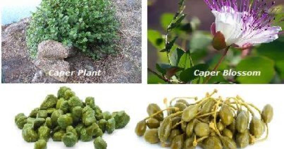 What Do Capers Look Like Growing