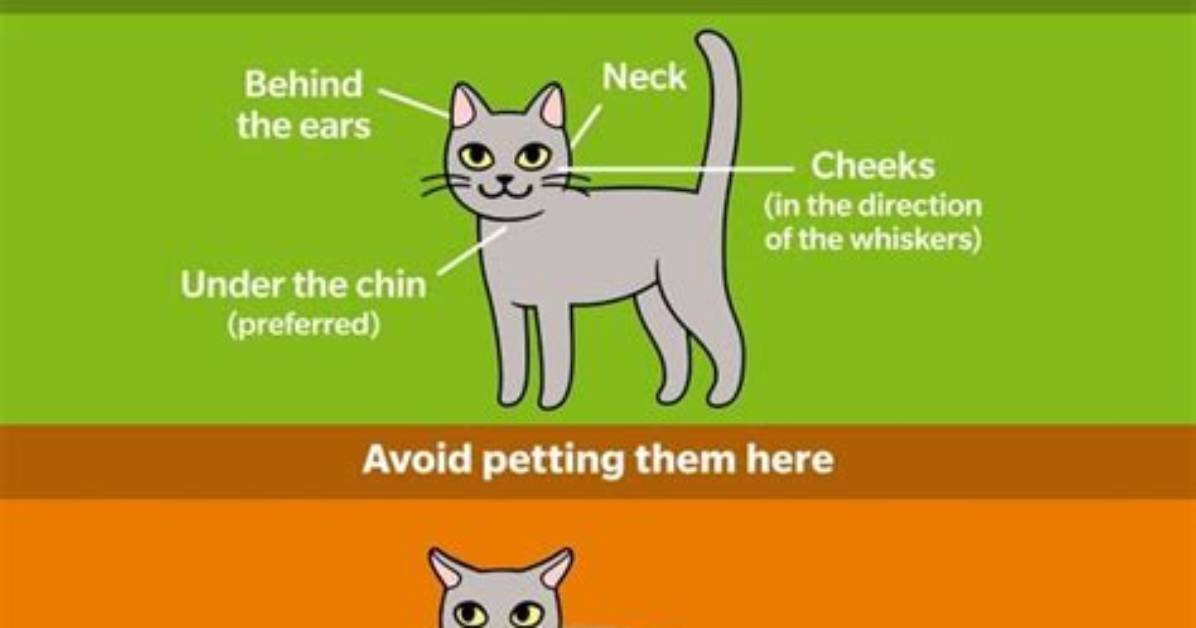 What Do Cats Like When Petted?