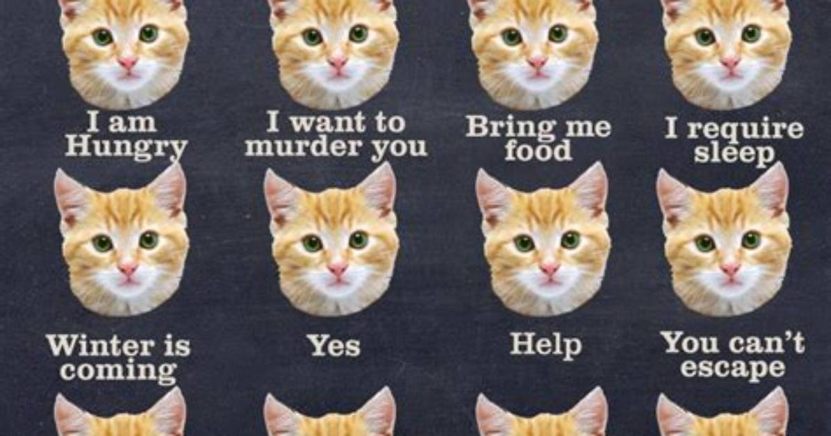 What Do Cats Think When We Meow at Them?