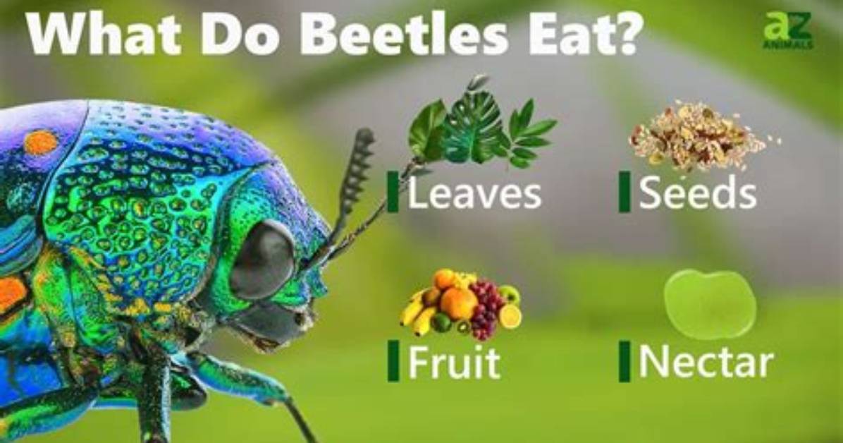 What Do Cedar Beetles Eat