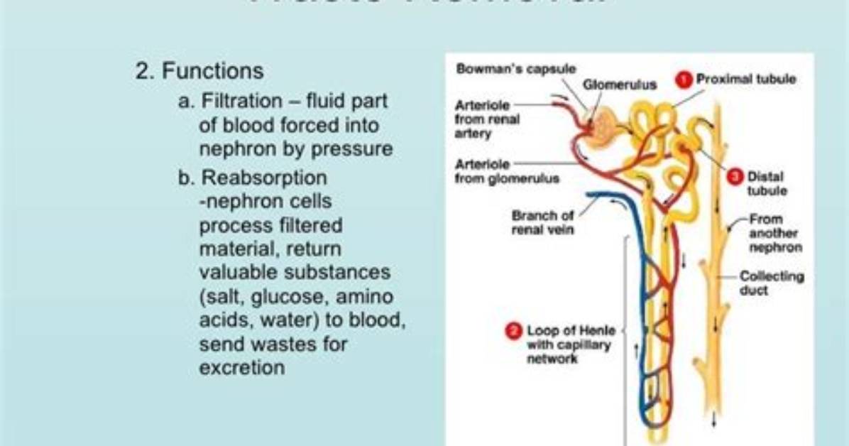 What Do Cells Do with Waste Products