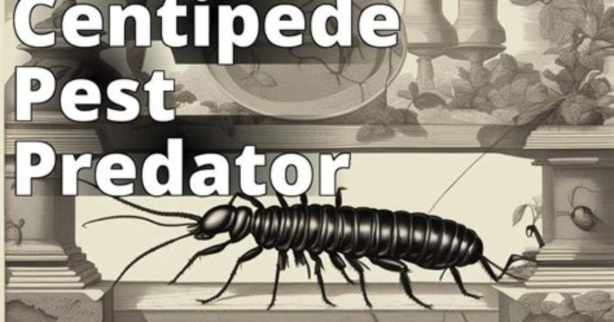 What Do Centipedes Eat? - Lisbd-Net. Com