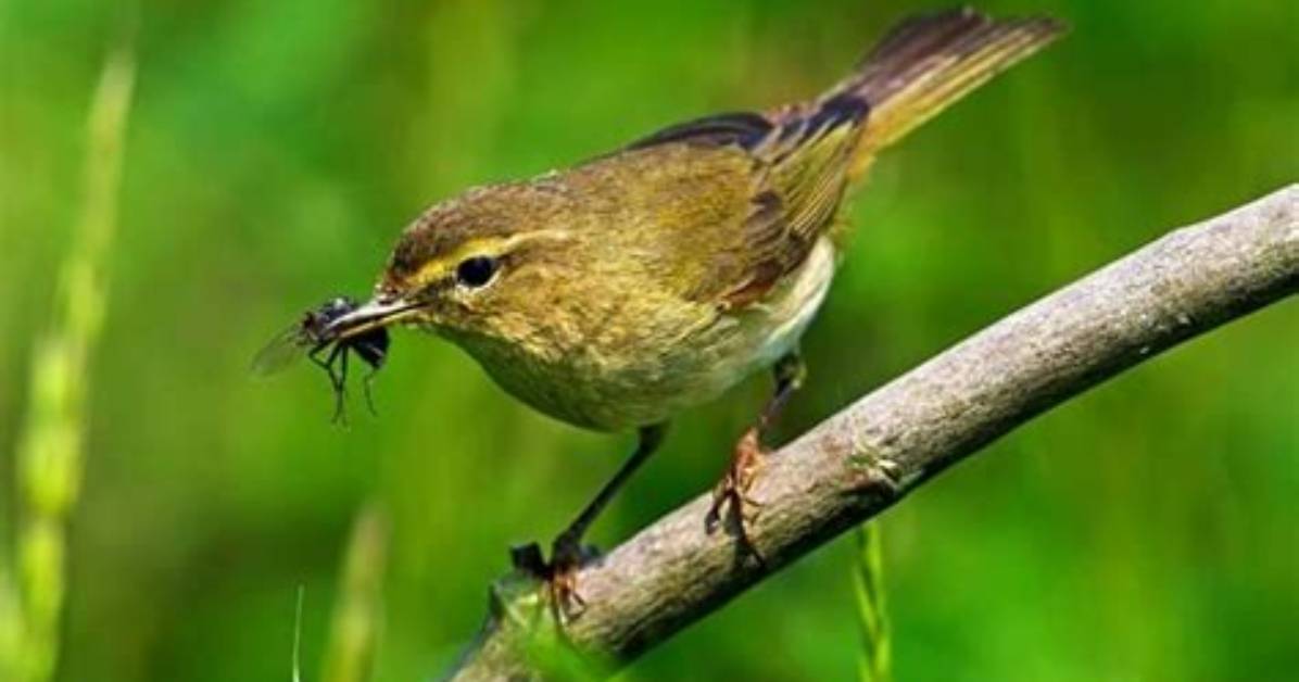 What Do Chiffchaffs Eat?
