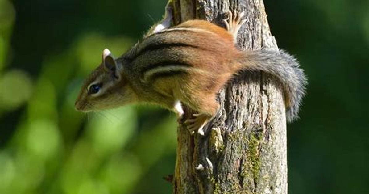 What Do Chipmunk Sounds Mean