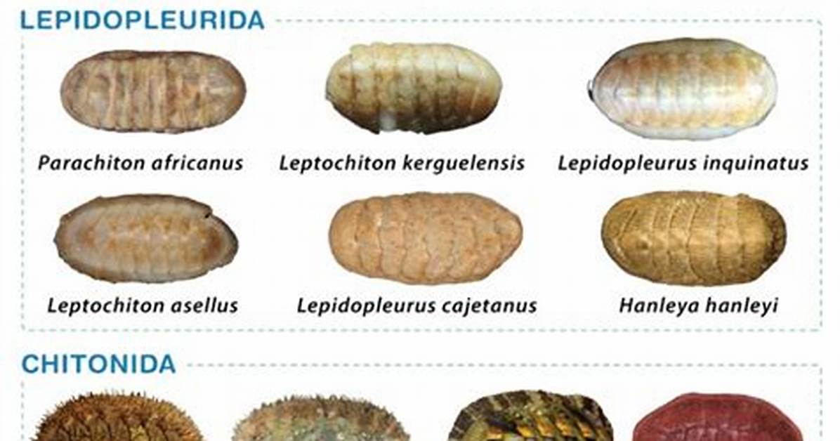 What Do Chitons Do?