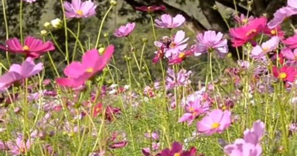 What Do Cosmos Symbolize