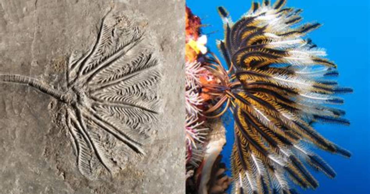 What Do Crinoids Look Like?
