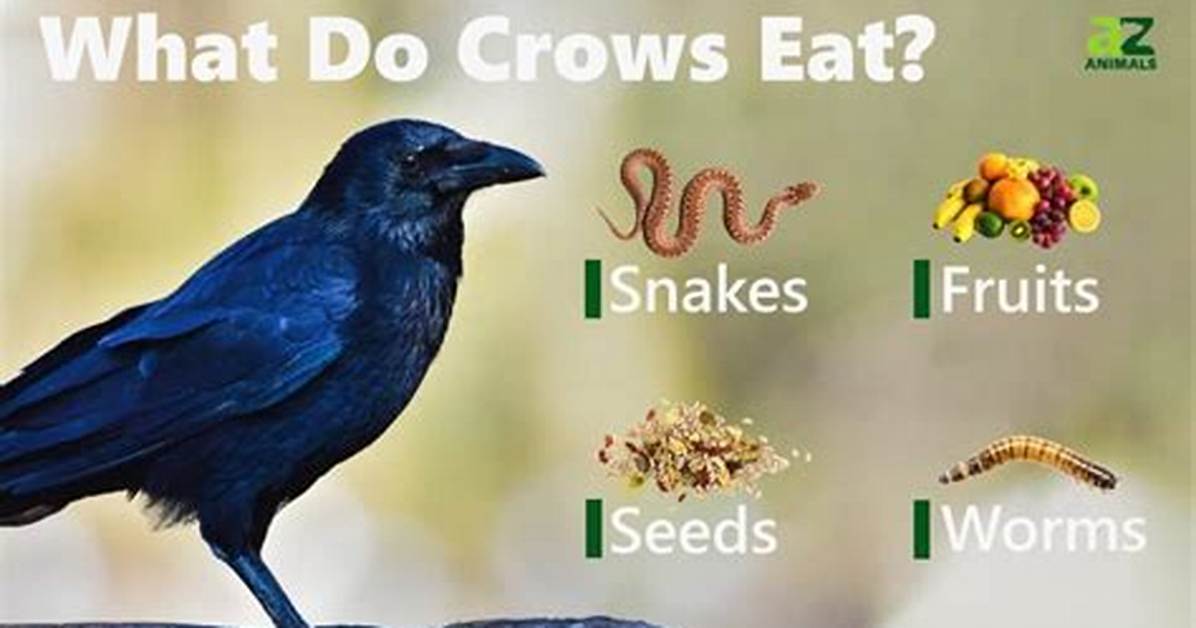 What Do Crows Hate?