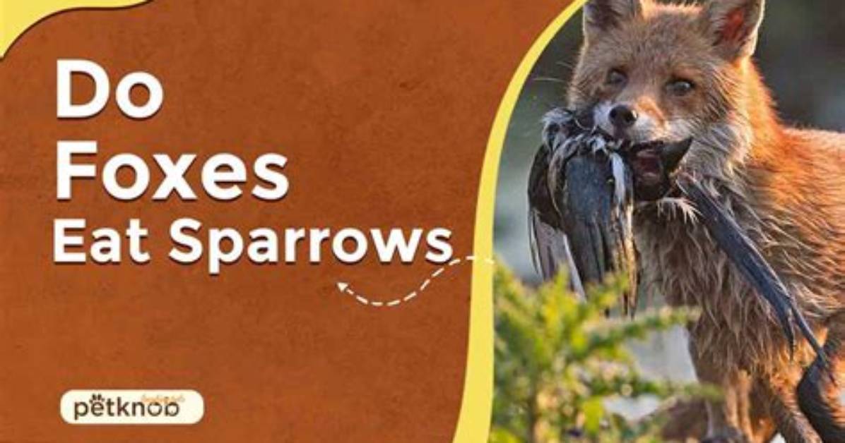 What Do Curassows Eat?