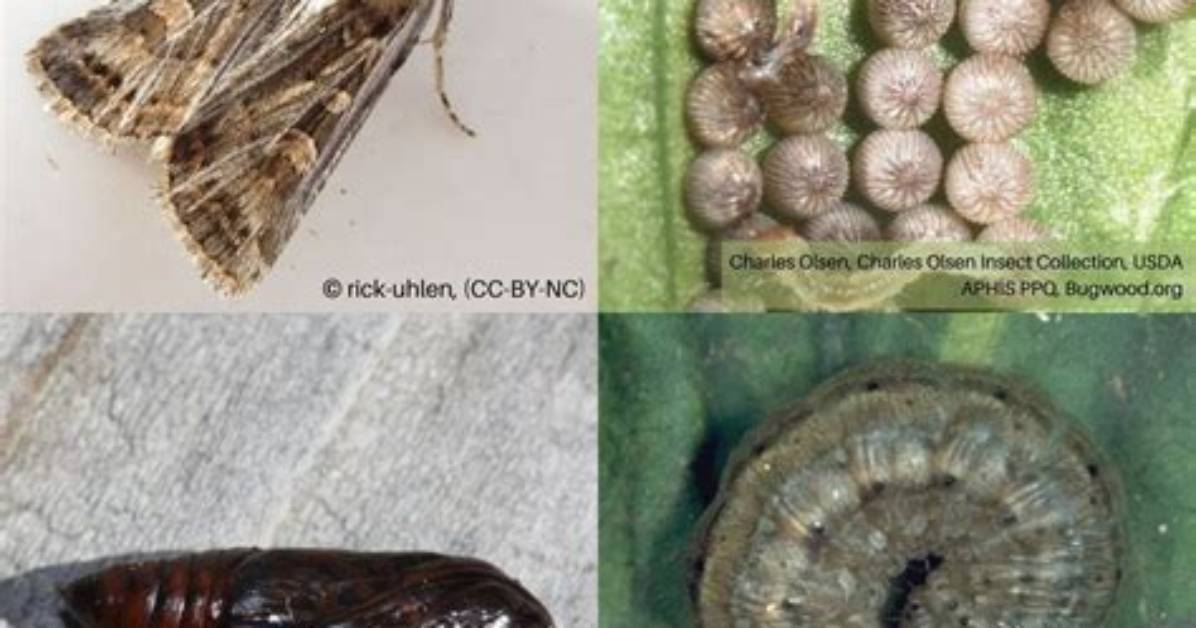 What Do Cutworms Do to Plants