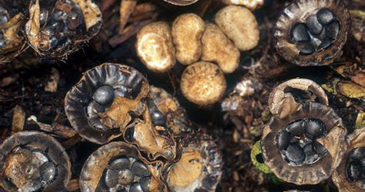 What Do Cyathus Mean?