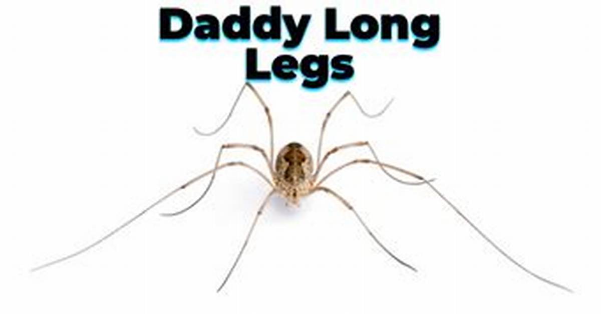 What Do Daddy Long Legs Turn into?