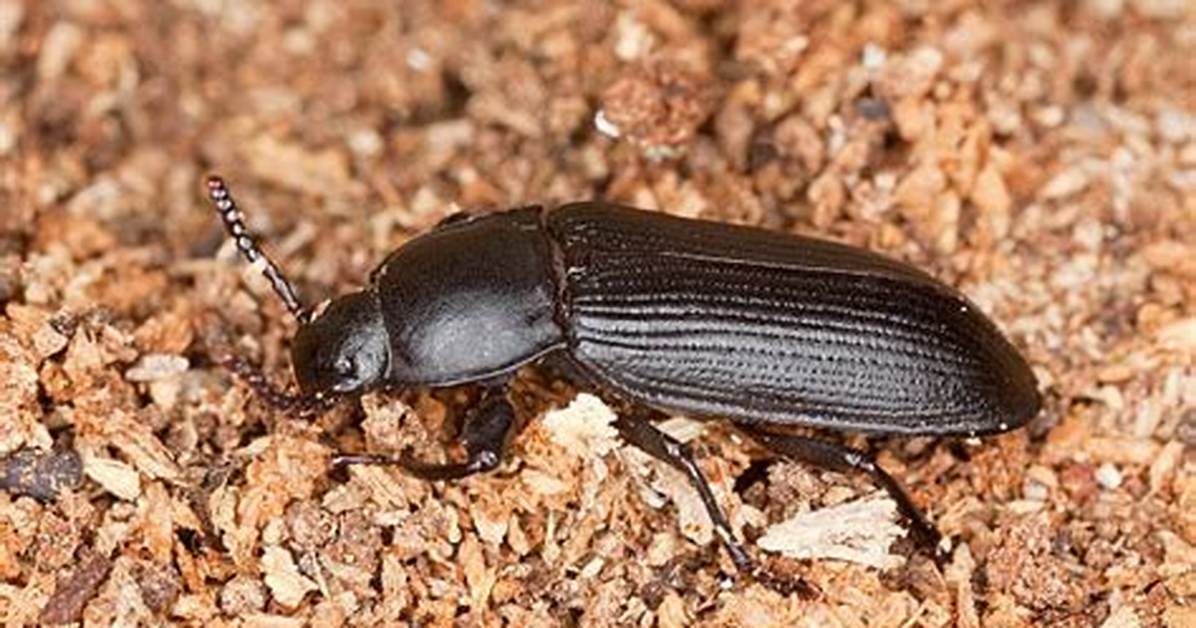 What Do Darkling Beetles Do?