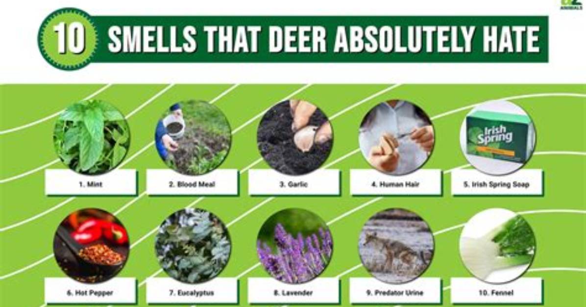 What Do Deer Hate the Most