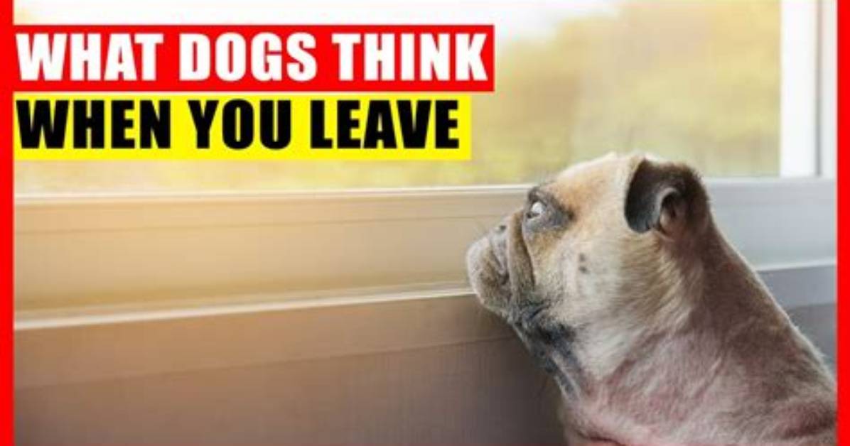 What Do Dogs Think When Leaving?