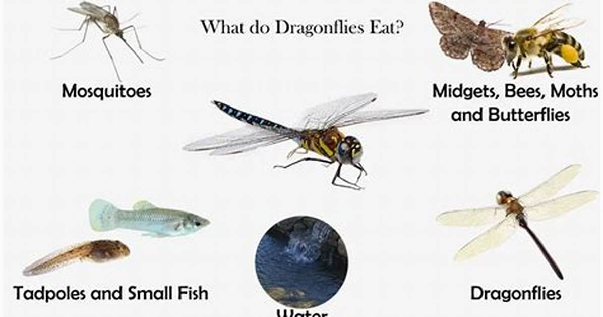 What Do Dragonflies Eat?