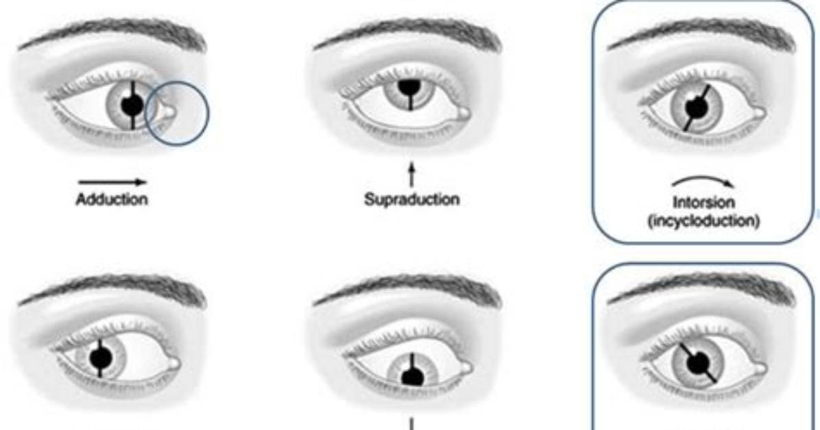 What Do Duction Mean?