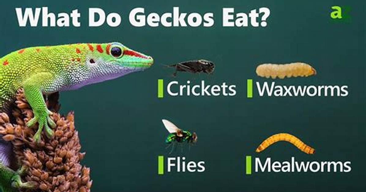 What Do Dwarf Geckos Eat